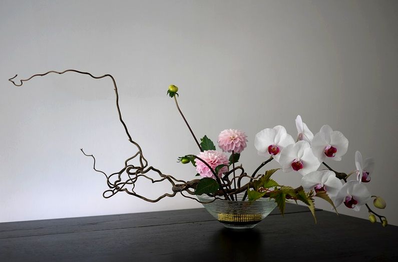 dahlia, orchidée, 
