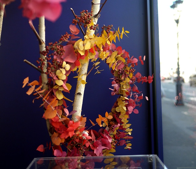 eucalyptus, bouleau, 