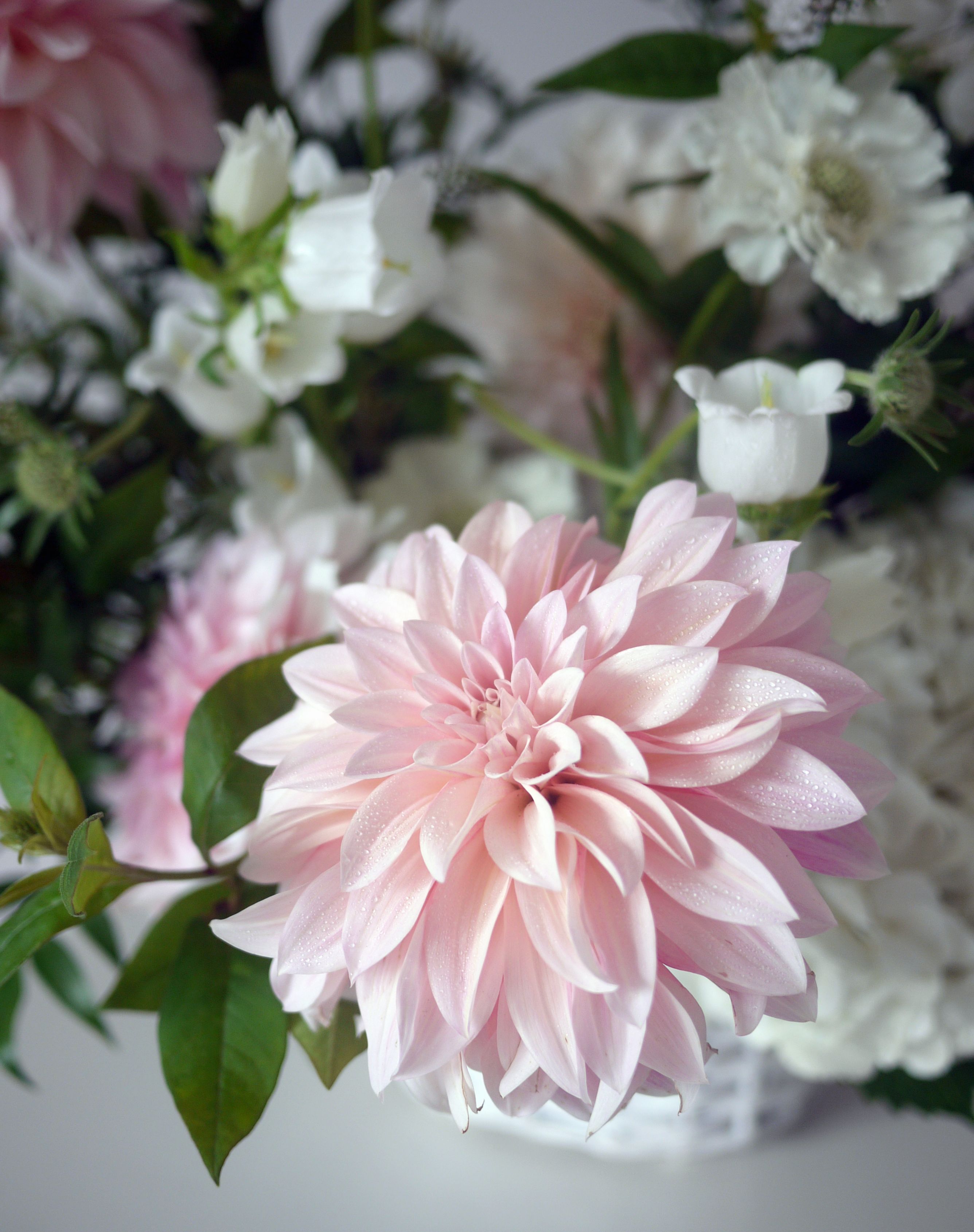 Composition avec dahlia