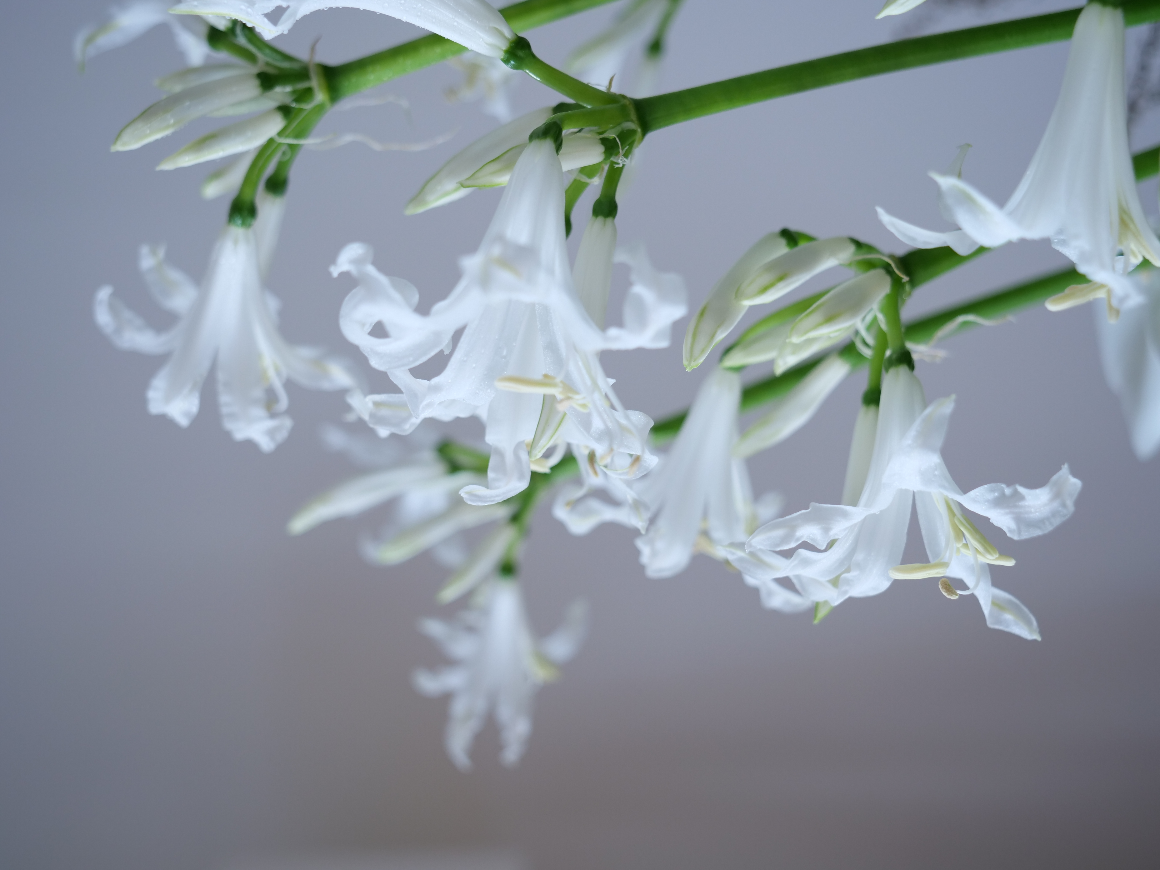 Composition florale Wafuka